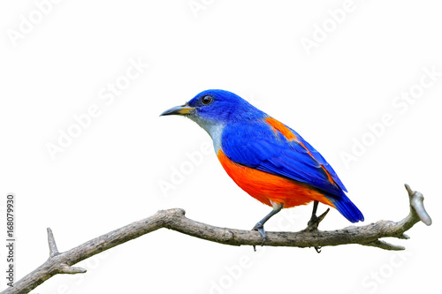 Colorful bird isolated on branch with white background, blue bird.