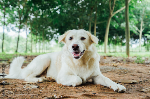 White Thai dog lying on the ground, white colors, happy dog, dog relax