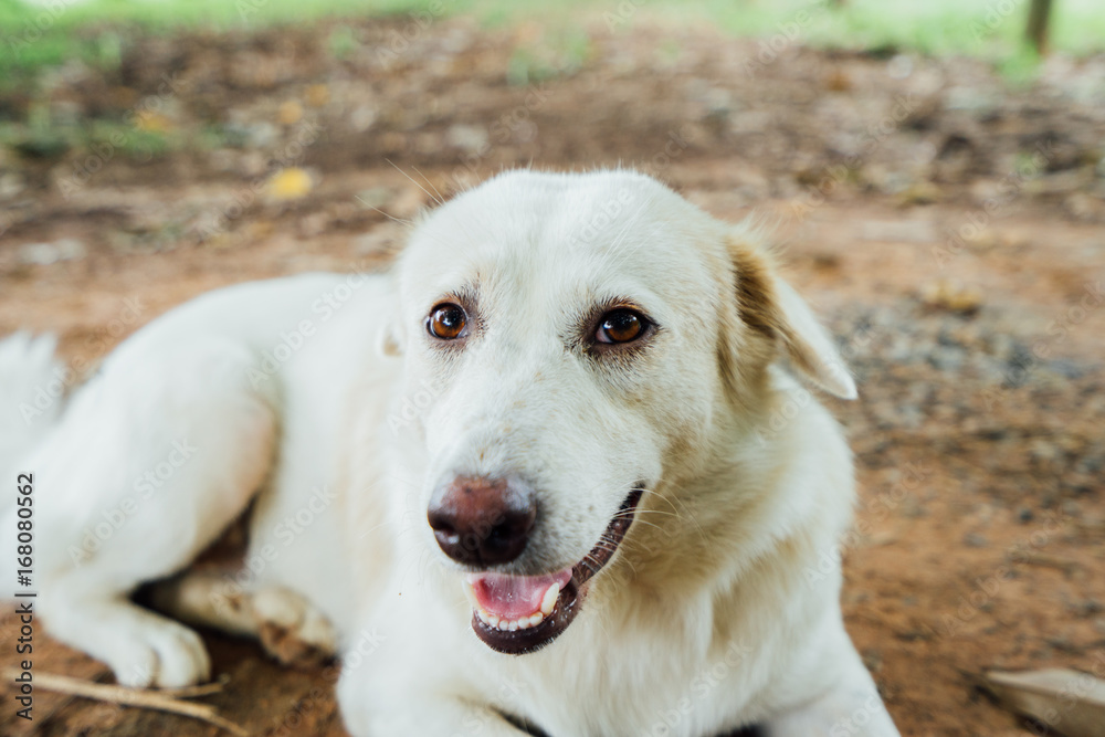 White Thai dog lying on the ground, white colors, happy dog, dog relax White Thai dog lying on the ground, white colors, happy dog, dog relax