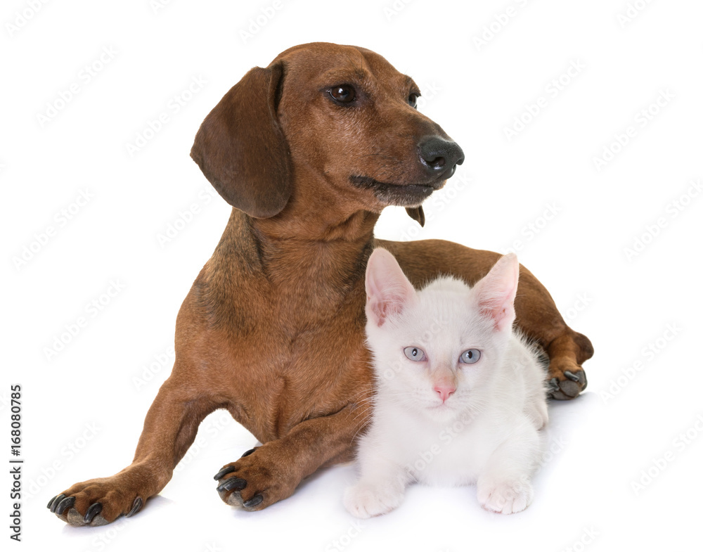 kitten and dachshund