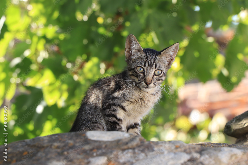 Little kitten sitting in a garden Little kitten sitting in a garden