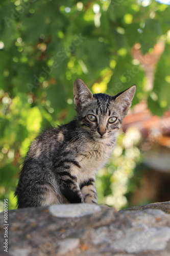 Little kitten sitting in a garden