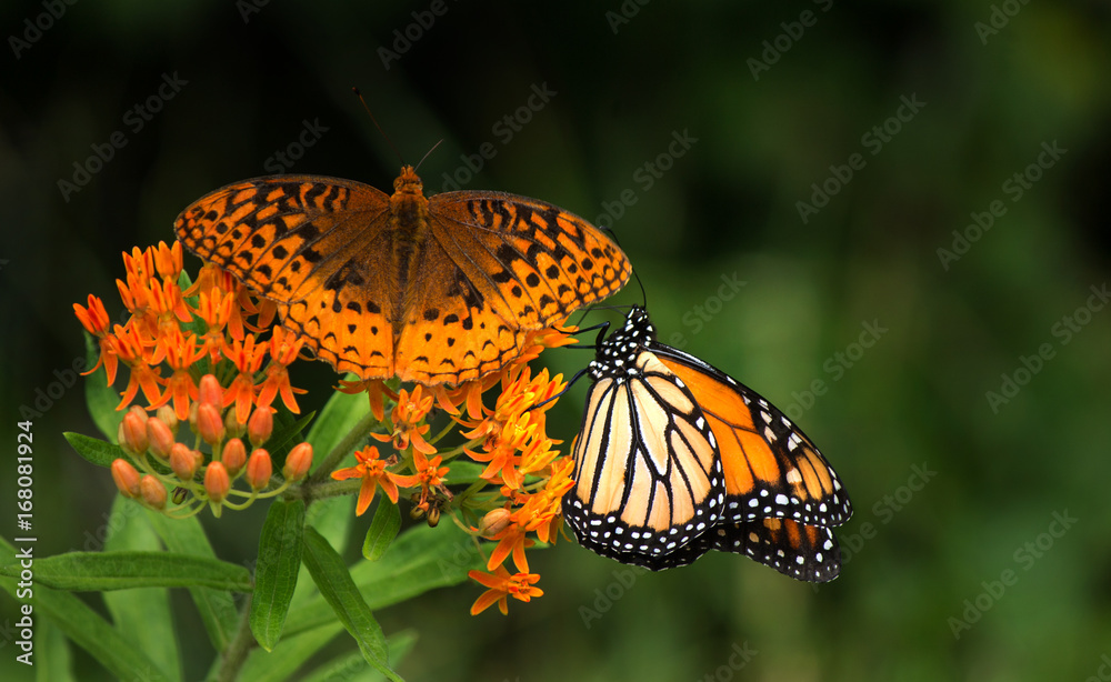 Monarch butterfly and another butterflyb on vivid orange flowers Monarch butterfly and another butterflyb on vivid orange flowers