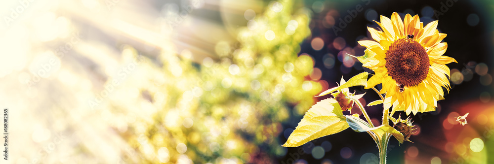Fototapeta premium Sunflower, Bumblebees, Summer Background