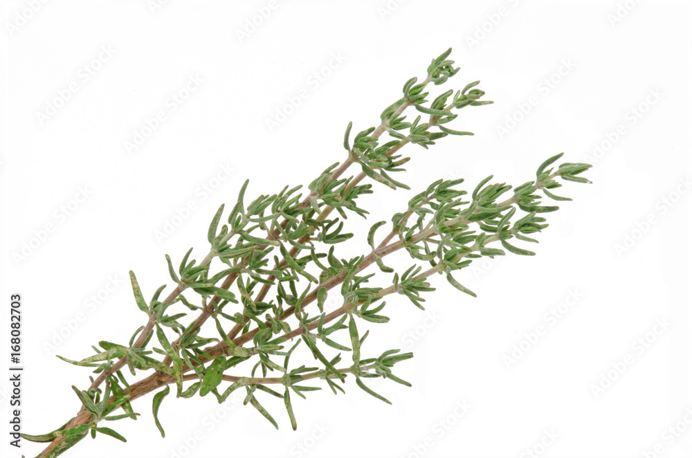 Thymian Thymian