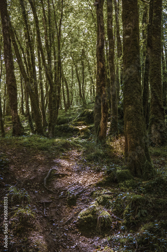 Moody forest, Perigord, France © mrced1
