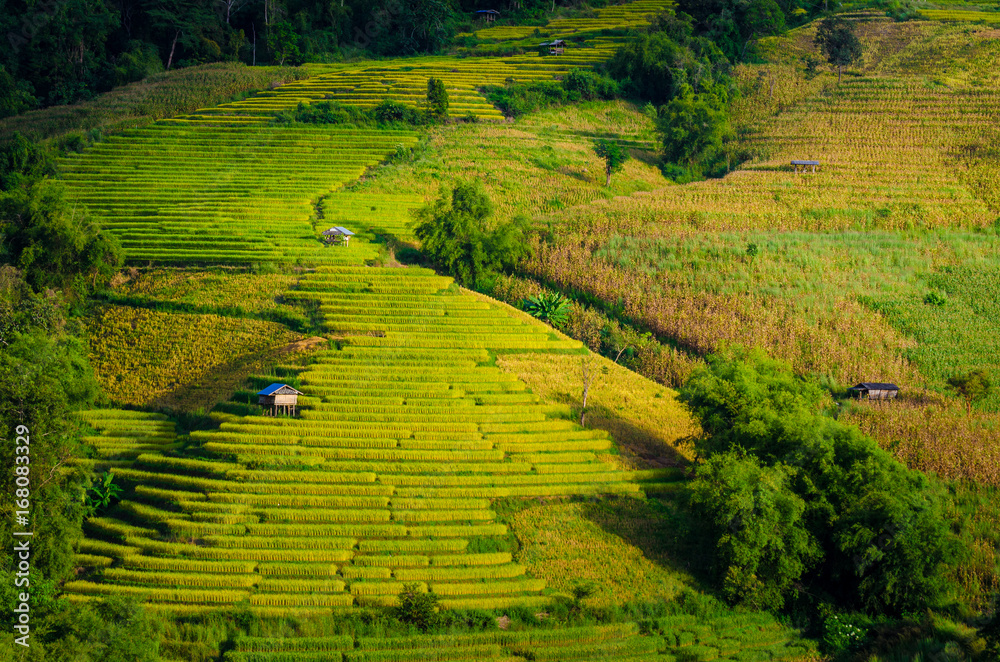 Obraz premium The beautiful terrace of golden rice field and hut on the mountain landscape. Rice field on terraced of Pa Pong Piang, Chiang Mai, Thailand with bright blue sky on sunny day.