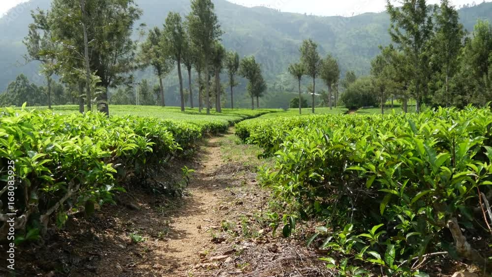 Walking through the tea plantations in Sri Lanka