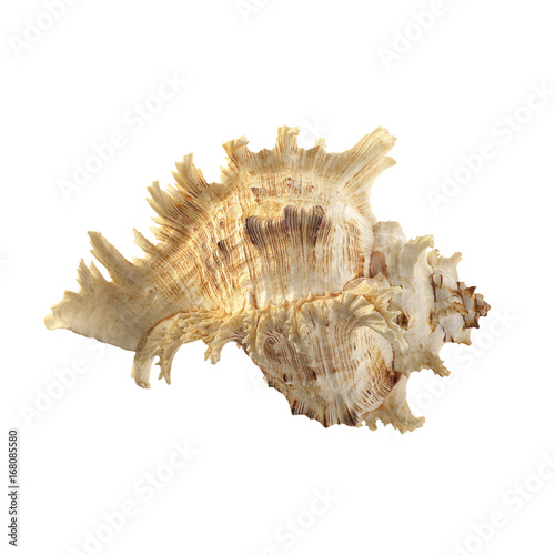 Shell on white background.
