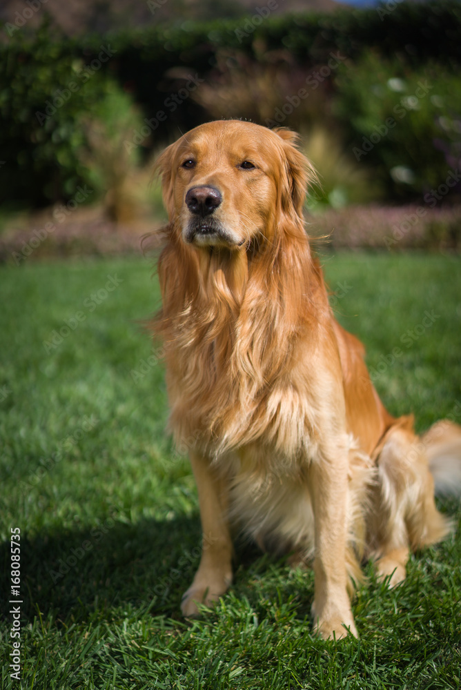 Golden Retriever