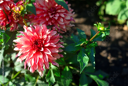 Fototapeta Naklejka Na Ścianę i Meble -  Bouquet of pink dahlias flowers in a garden on a flowerbed