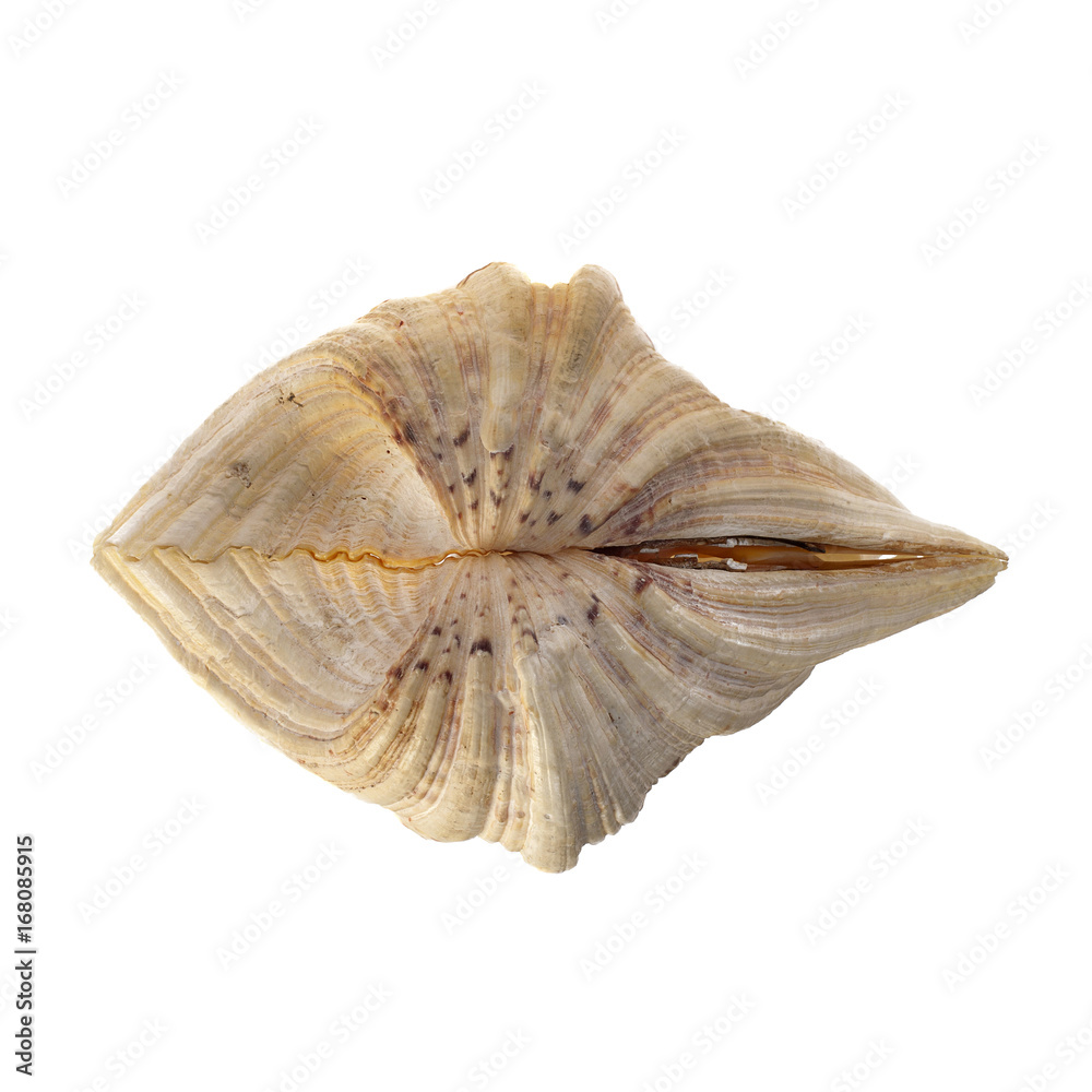 Shell on white background. Shell on white background.