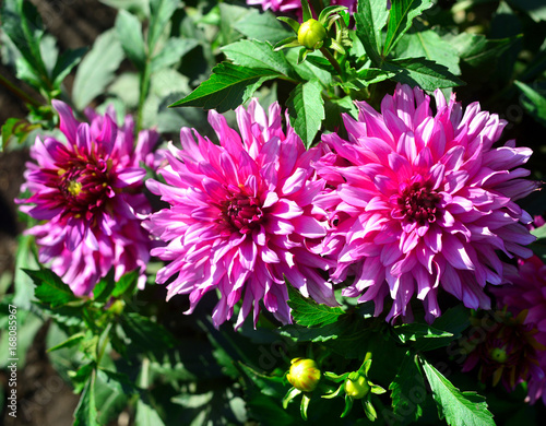 Bouquet of pink dahlias flowers in a garden on a flowerbed