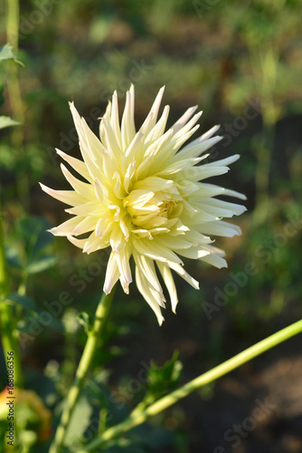 Fototapeta Naklejka Na Ścianę i Meble -  Flowers of white dahlias and buds in the garden on the flowerbeds