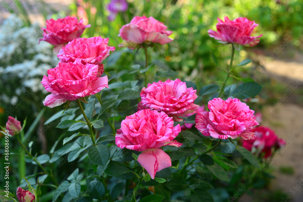 Beautiful bouquet of striped flowers roses in the garden on a lawn background. A lot of greenery and a flower bed. Landscape design. Nature. Perennial plants