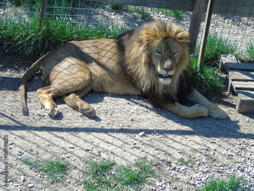 Park of lions Taigan in Crimea