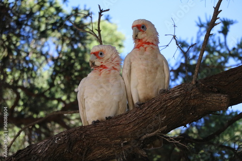 Wallpaper Mural Attentive Cacatua sanguinea in a tree, Western Australia Torontodigital.ca