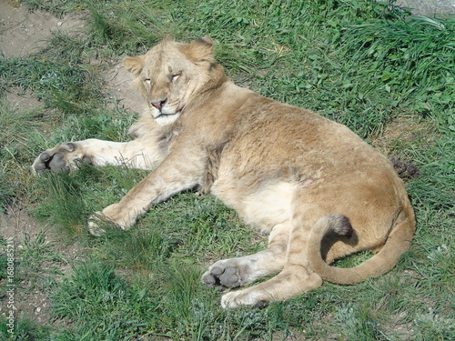 Park of lions Taigan in Crimea