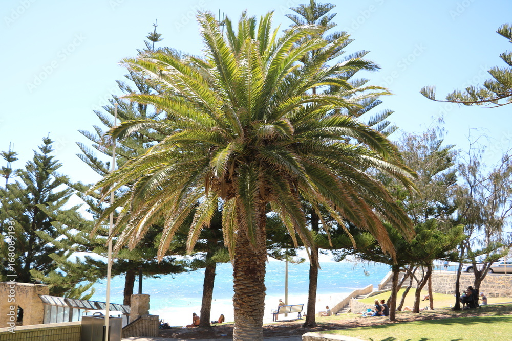 Palm at Cottesloe Beach at Indian Ocean in summer, Western Australia