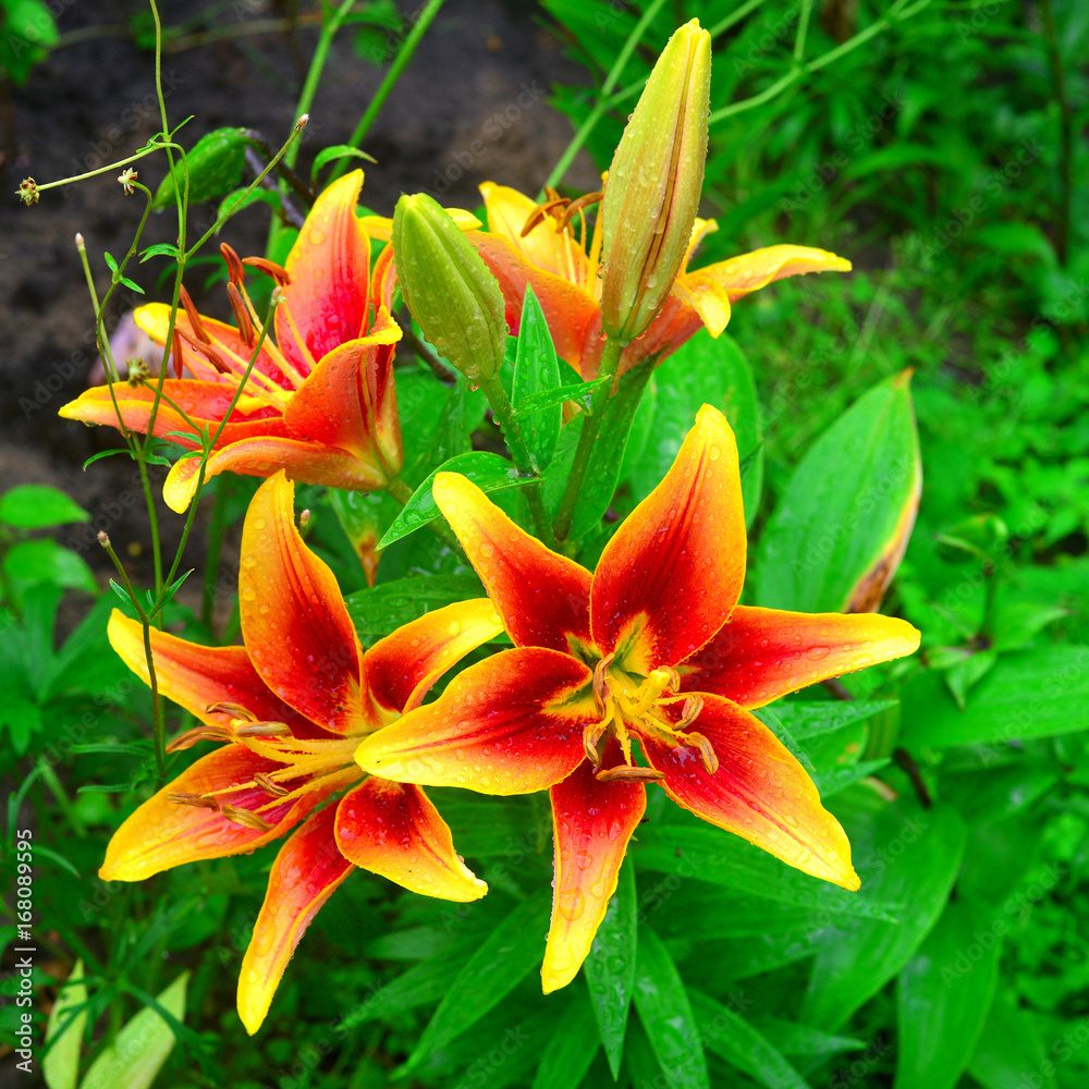 Flowers of red and yellow lilies with drops in the garden on the flowerbeds. Tiger color, fire. Flowers of red and yellow lilies with drops in the garden on the flowerbeds. Tiger color, fire.