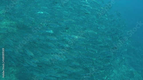 Wallpaper Mural School of Big-eye Trevallies on a colorful coral reef. 4k footage Torontodigital.ca