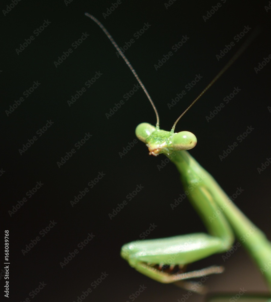 Praying Mantis Praying Mantis