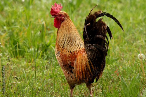 gallo nel prato