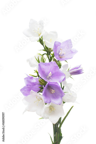 Blue and white bell flowers isolated on white background. Flowerbeds, garden