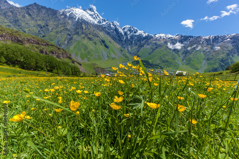 glade with yellow flowers