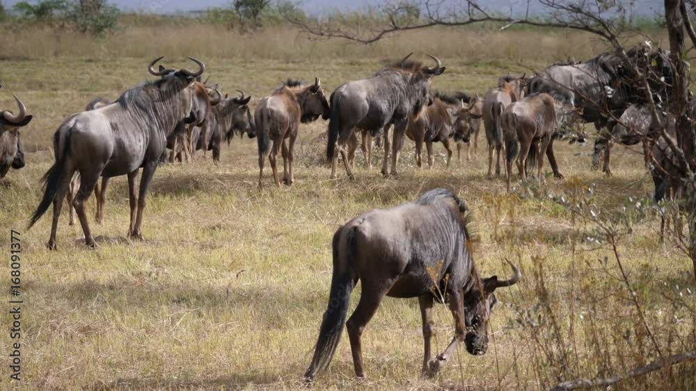 Big herd of wildebeest at the savanna in Waterberg South Africa Big herd of wildebeest at the savanna in Waterberg South Africa