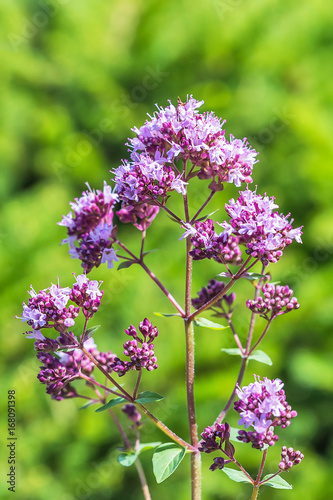 Wild herb Oregano (lat. Origanum vulgare)