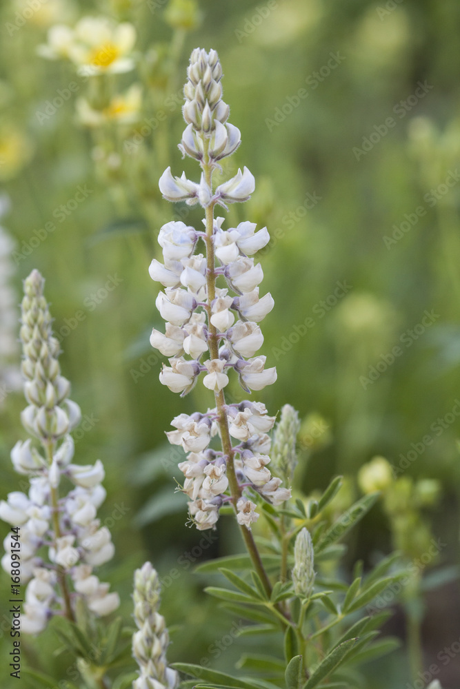 An upstanding example of a beautiful Longspur Lupine flower stalk in its natural setting An upstanding example of a beautiful Longspur Lupine flower stalk in its natural setting