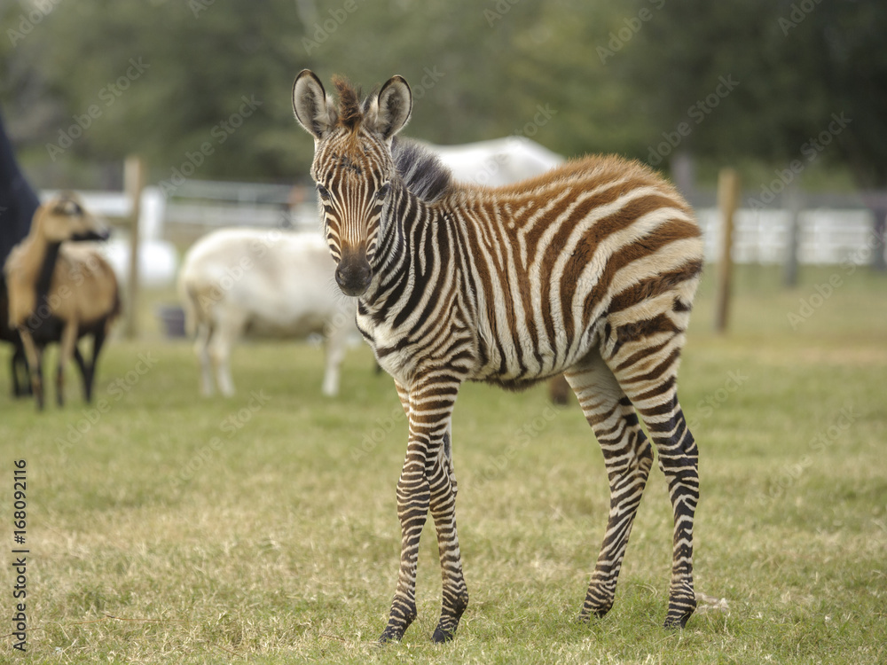 Naklejka premium 6 week old Gray's Zebra foal with sheep