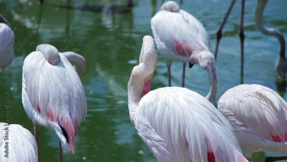 Flamingo drinking water and cleaning itself using its beak Flamingo drinking water and cleaning itself using its beak