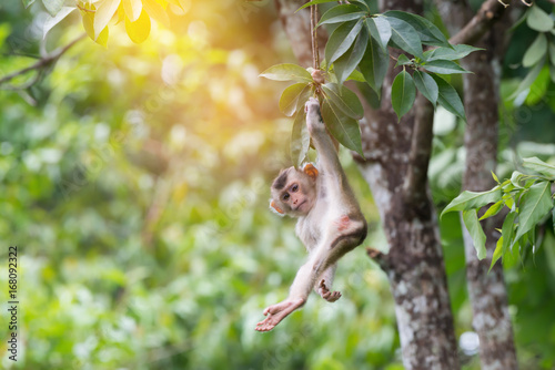 Canvas Print Teenager monkey hanging on tree by hand