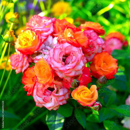 Beautiful bouquet of flowers roses in the garden on a lawn background. A lot of greenery and a flower bed. Landscape design. Nature. Perennial plants