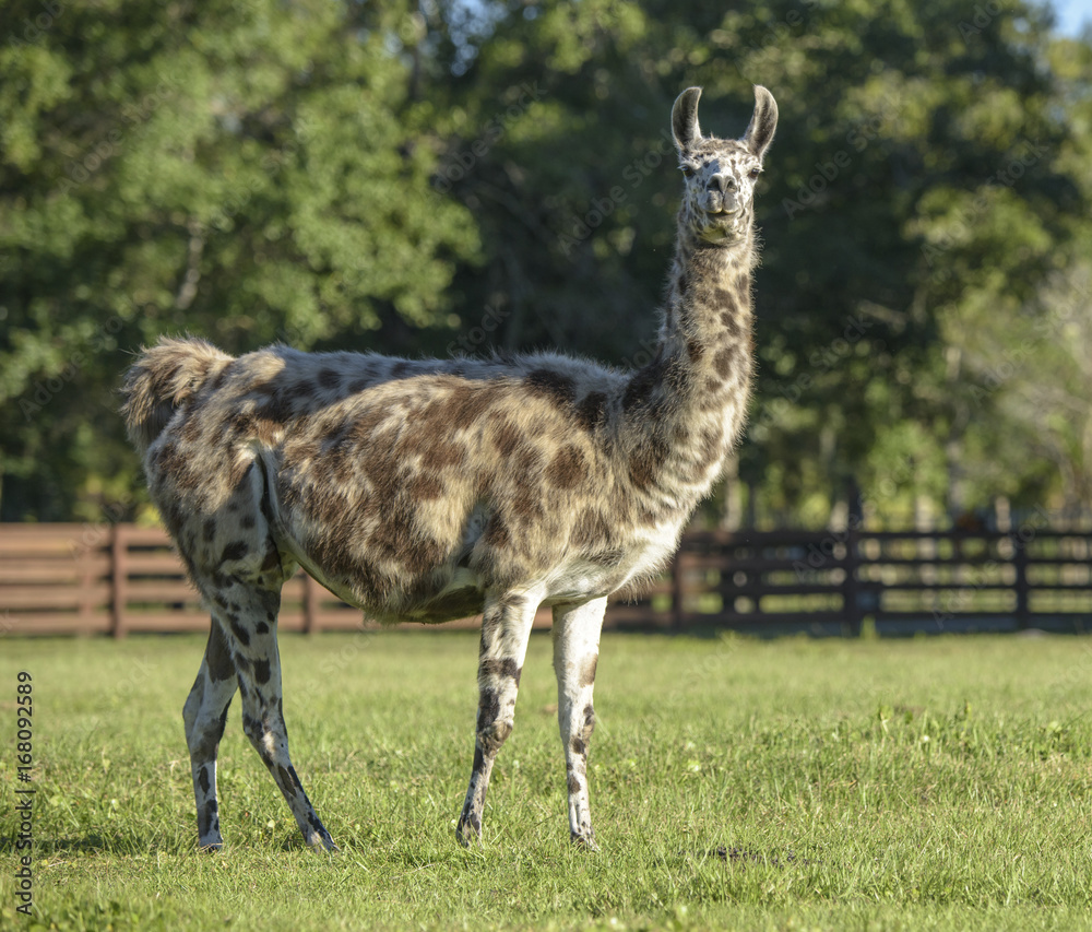 Fototapeta premium Llama in fenced paddock