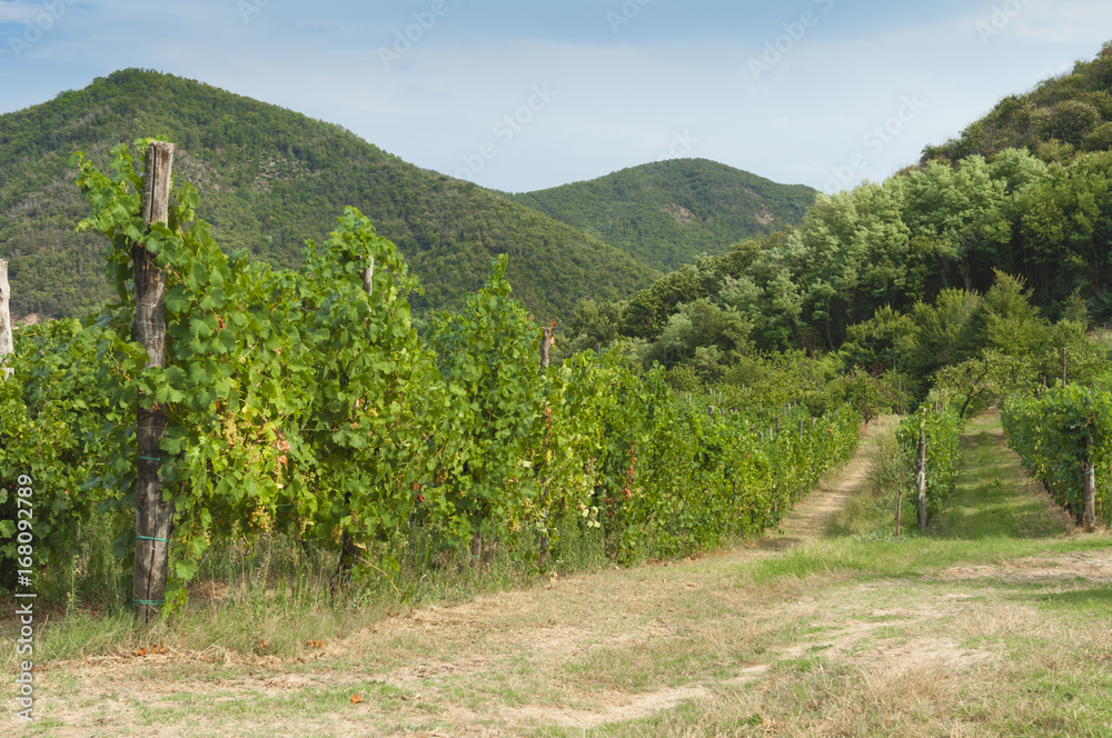 View of vineyards from Euganean hills, Italy during summer