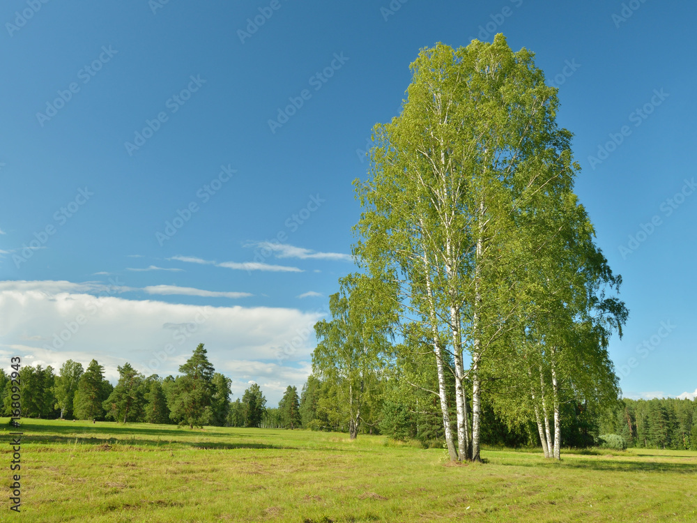 Obraz premium the natural landscape in the summer.