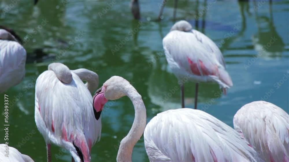 Flamingo drinking water and cleaning itself using its beak Flamingo drinking water and cleaning itself using its beak