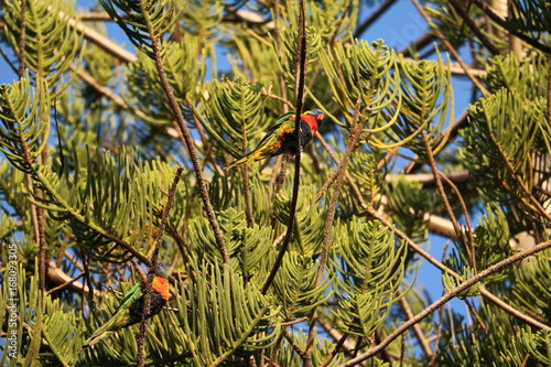 Trichoglossus haematodus sitting in tree at Cottesloe beach in Western Australia photo