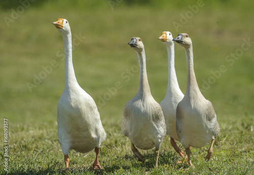 Fotografiet gaggle of geese walking across lawn