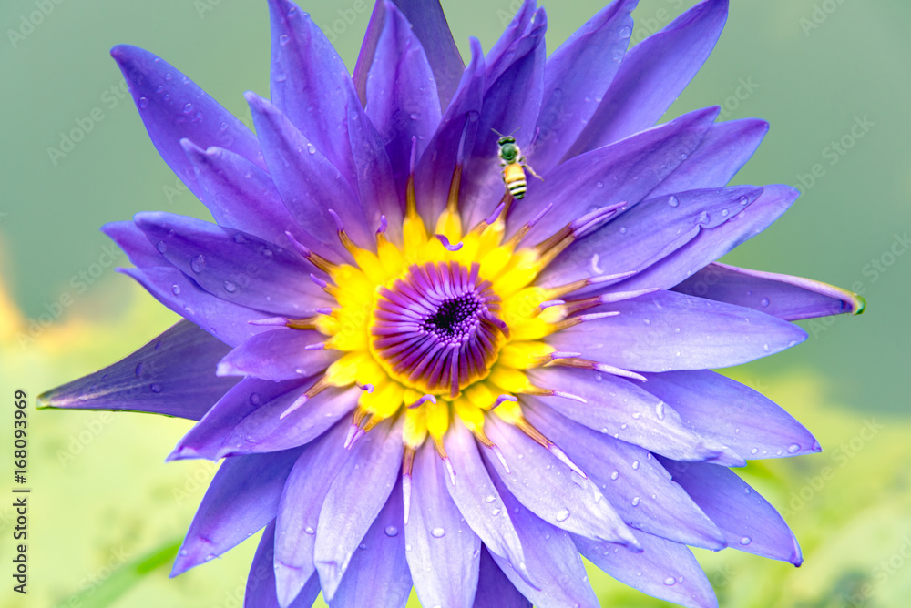 Purple lotus in the pond