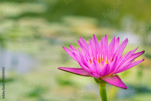 Pink Lotus flower