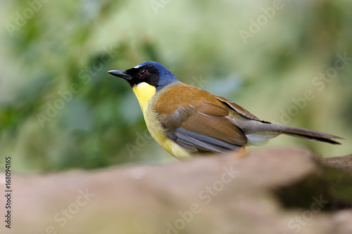 The blue-crowned laughingthrush or Courtois's laughingbird (Garrulax courtoisi) sitting on the stone
