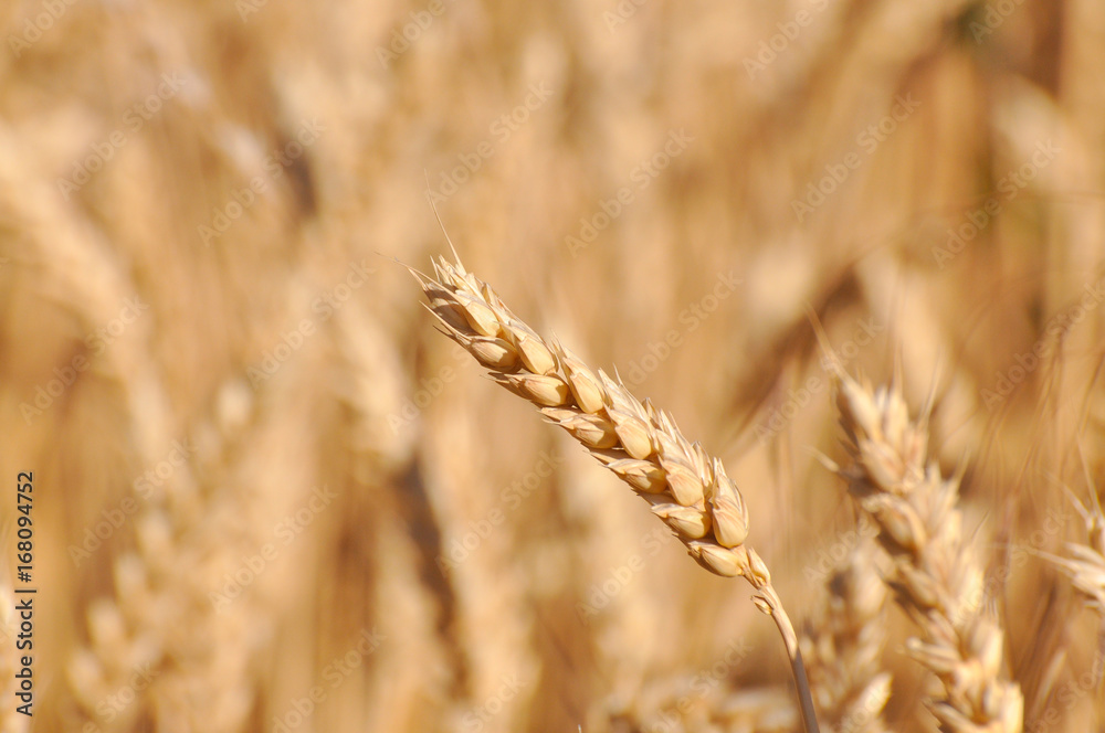 Field of ripe wheat background. Ears of ripe wheat in a field close up Field of ripe wheat background. Ears of ripe wheat in a field close up