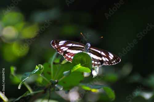 Neptis sappho, Common Glider butterfly resting on a leaf. Black and white butterfly in natural habitat