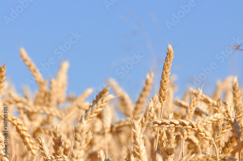 Field of ripe wheat with a beautiful blue sky. Ears of ripe wheat in a field close up