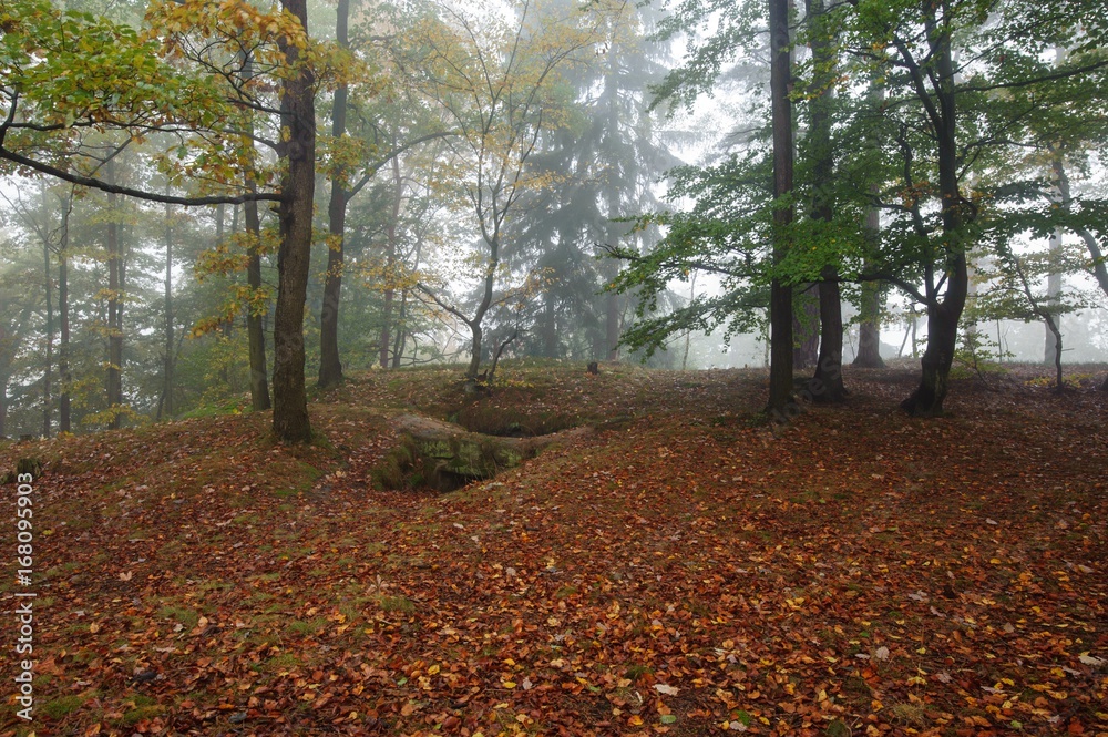 Autumn forest with fog