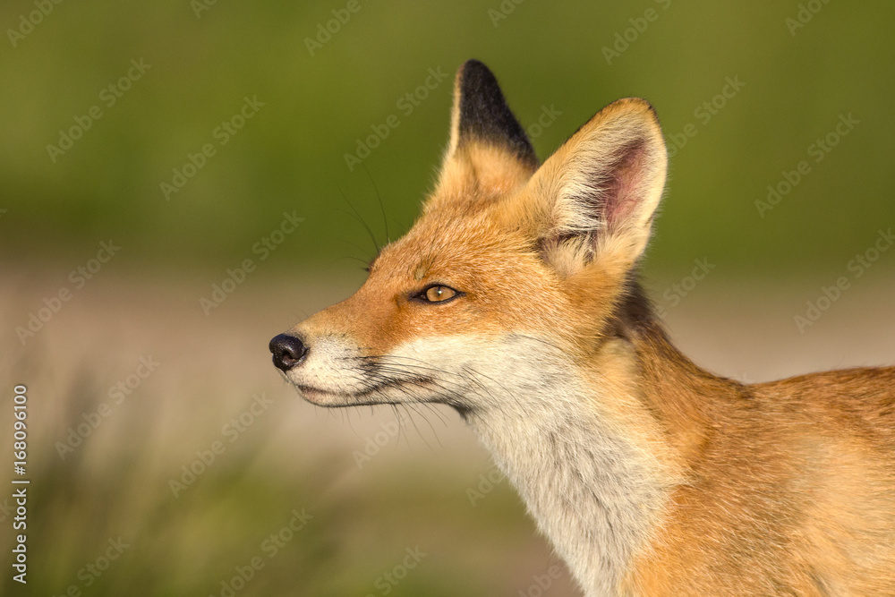 Red Fox in the natural environment Red Fox in the natural environment